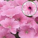 Bild von Petunia P12 Pink magic